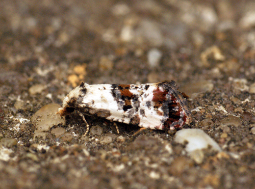 Cochylis hybridella 3 Copyright: Ben Sale