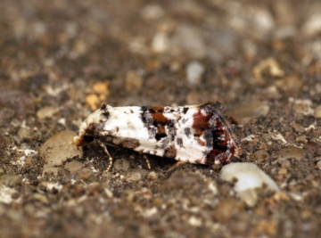 Cochylis hybridella 3 Copyright: Ben Sale