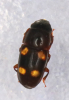 Glischrochilus hortensis