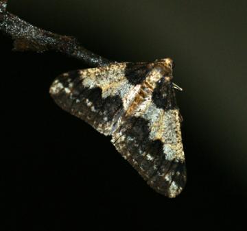 Agriopis leucophaearia (Spring Usher)