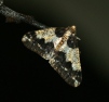 Agriopis leucophaearia (Spring Usher) Copyright: Ben Sale (2010)