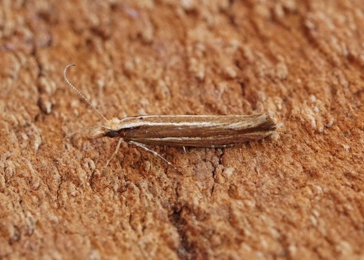 Ypsolopha ustella 5 Copyright: Ben Sale