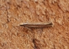 Ypsolopha ustella 5