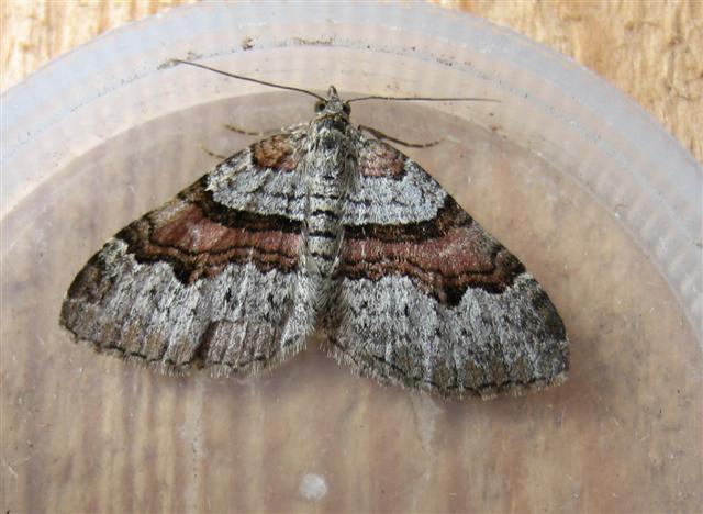 Flame Carpet. Copyright: Stephen Rolls