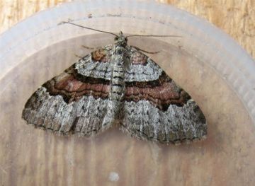 Flame Carpet. Copyright: Stephen Rolls