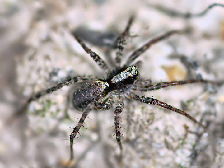 Pardosa  - female (21 Aug 2010) Copyright: Leslie Butler