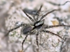 Pardosa  - female (21 Aug 2010) 