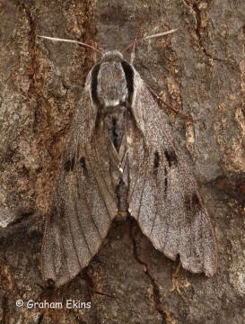 Pine Hawk-moth Copyright: Graham Ekins