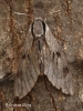 Pine Hawk-moth 