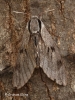 Pine Hawk-moth