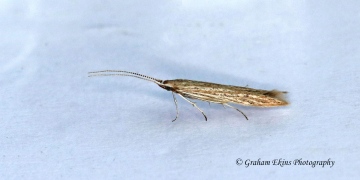 Coleophora versurella Copyright: Graham Ekins