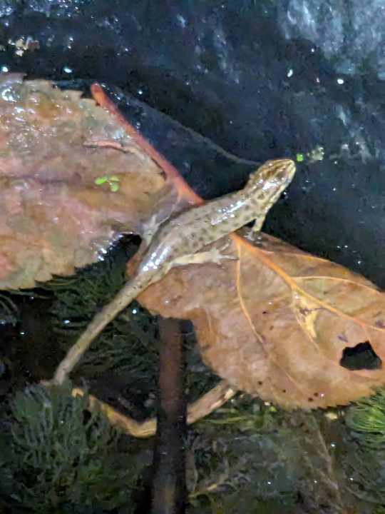 Smooth Newt Copyright: Peter Pearson