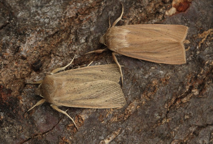 Large Wainscot  Rhizedra lutosa Copyright: Graham Ekins