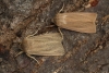 Large Wainscot  Rhizedra lutosa