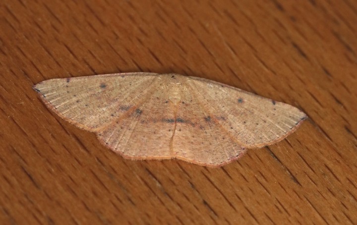 Blair's Mocha  Cyclophora puppillaria 3 Copyright: Graham Ekins