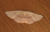 Blair's Mocha  Cyclophora puppillaria 3 Copyright: Graham Ekins