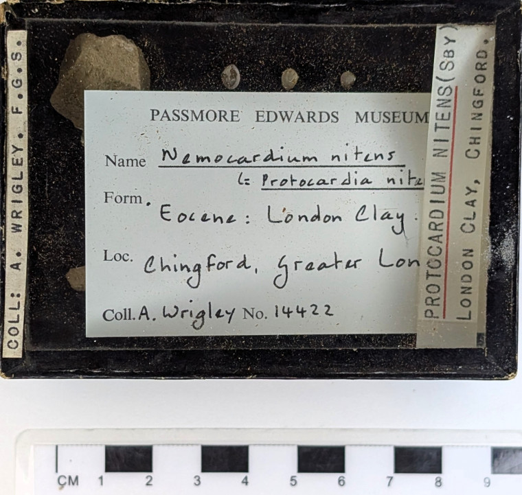 Chingford London Clay Fossils Nemocardium nitens bivalve Copyright: Arthur Wrigley Collection