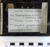 Chingford London Clay Fossils Nemocardium nitens bivalve 