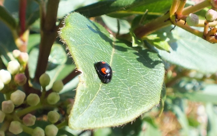 Exochomus quadripustulatus Copyright: Peter Pearson