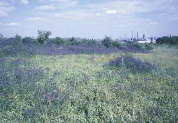 Mill Wood Pit flower-rich