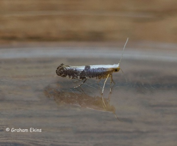 Argyresthia spinosella 3 Copyright: Graham Ekins