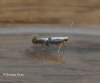 Argyresthia spinosella 3 Copyright: Graham Ekins