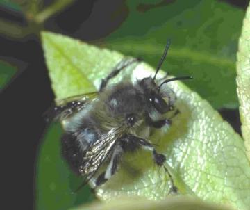 Anthophora plumipes male Copyright: Peter Harvey