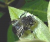 Anthophora plumipes male