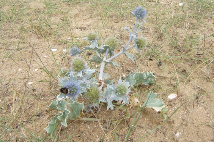 Sea Holly Copyright: Peter Pearson
