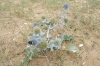 Sea Holly 