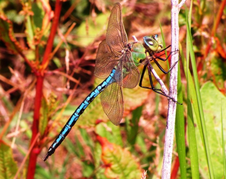 Emperor Dragonfly 2 Copyright: Graham Smith