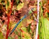 Emperor Dragonfly 2 