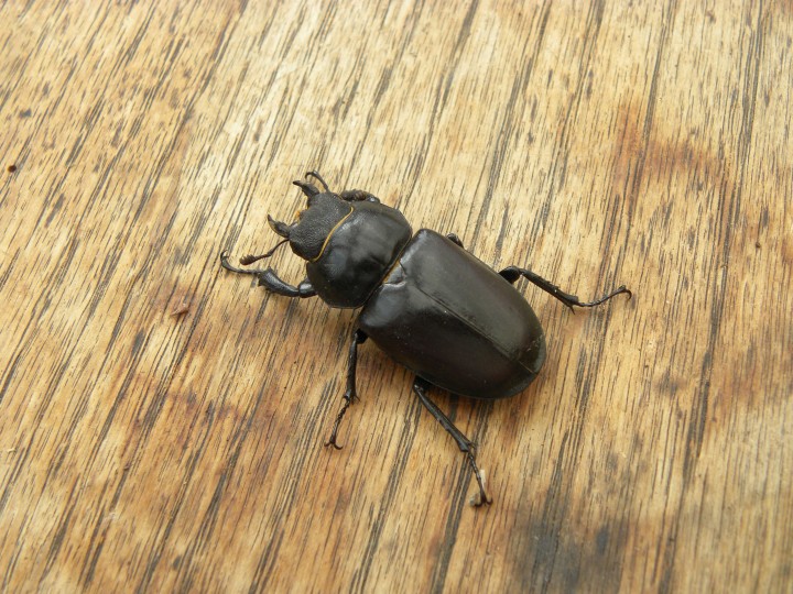 Stag Beetle female Copyright: Moira Jackson