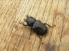 Stag Beetle female 