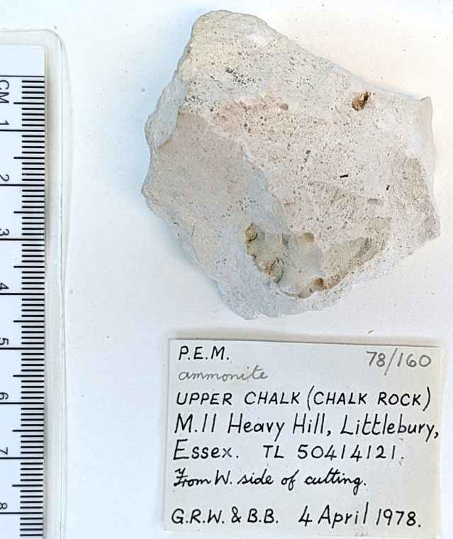 Ammonite Littlebury Heavy Hill M11 4 April 1978 Copyright: Essex Field Club