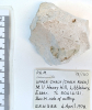 Ammonite Littlebury Heavy Hill M11 4 April 1978 