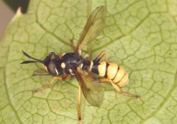 Conops ceriaeformis Copyright: Peter Harvey