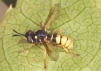 Conops ceriaeformis