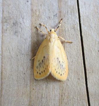 Rosy Footman 1 Copyright: Stephen Rolls