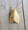 Rosy Footman 1 Copyright: Stephen Rolls