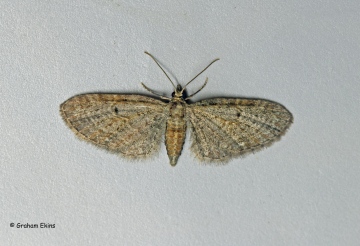 Eupithecia tenuiata  Slender Pug 1 Copyright: Graham Ekins