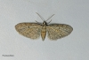 Eupithecia tenuiata  Slender Pug 1 Copyright: Graham Ekins