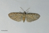 Eupithecia tenuiata  Slender Pug 1 