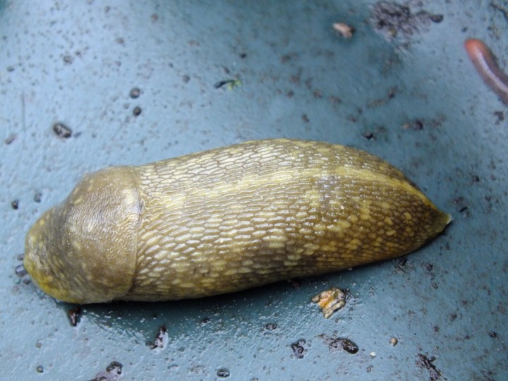 Yellow Slug 2 Copyright: Peter Pearson