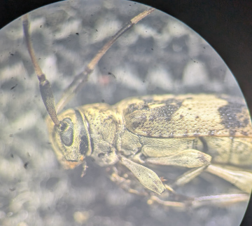 Leiopus nebulosus side Copyright: Robert Smith