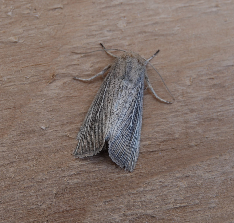 Obscure Wainscot 30 June 2024 Copyright: Cindy Lawes