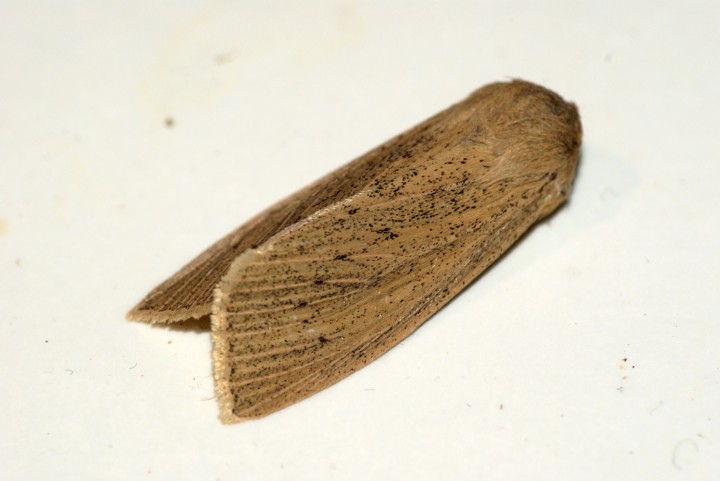 Large Wainscot 3 Copyright: Ben Sale