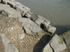 Beaumont Quay Stone with iron dogs 29 August 2014 