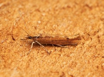 Ypsolopha ustella 9 Copyright: Ben Sale