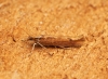 Ypsolopha ustella 9 Copyright: Ben Sale